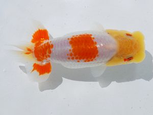 倉敷栄蘭会 東脇行司　橋村健太　呉