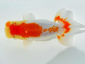 倉敷栄蘭会 西脇行司　橋村健太　呉