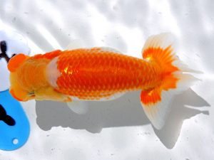 倉敷栄蘭会　西大関　宇埜日出男　総社