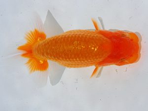 倉敷栄蘭会　立行司　三上博教　倉敷