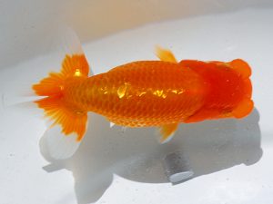 倉敷栄蘭会　東取締　天毛雄義　小豆島