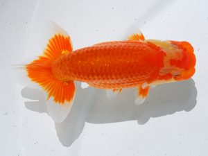 倉敷栄蘭会　西取締　原田和彦　倉敷