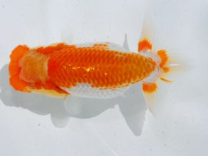 倉敷栄蘭会 東関脇　宇埜日出男　総社