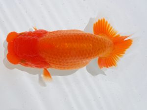 倉敷栄蘭会 西関脇　竹谷義正　高松