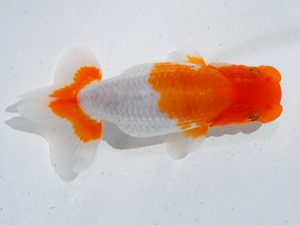 倉敷栄蘭会 東小結　難波康宏　児島