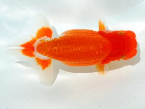 倉敷栄蘭会 西小結　村上暢彦　浅口