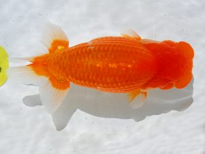 倉敷栄蘭会　東大関　平井孝志　浅口