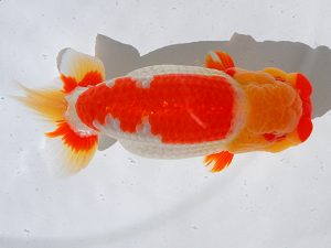 倉敷栄蘭会　西大関　小川寿夫　呉