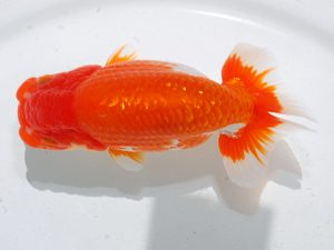 倉敷栄蘭会　立行司　池信弘志　鳥取