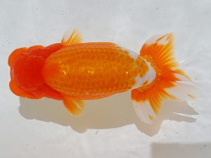 倉敷栄蘭会　西取締　西本登彦　周南