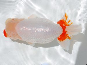 倉敷栄蘭会　中島健一郎　浅口