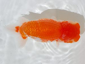 倉敷栄蘭会　西大関　佐藤　茂　井原