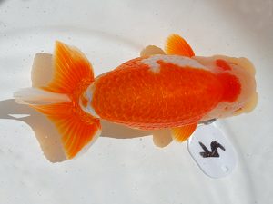 倉敷栄蘭会　西取締　三上博教　倉敷