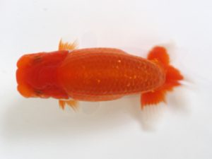 浜松愛魚会　東大関　松本芳夫