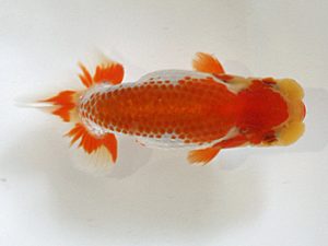 浜松愛魚会　西大関　小澤忠幸