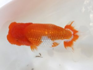 浜松愛魚会　立行司　小野　五