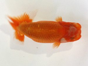 浜松愛魚会　取締一　影山　繁