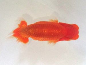 浜松愛魚会　取締二　田中康浩