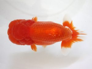 浜松愛魚会　東大関　松橋　悟