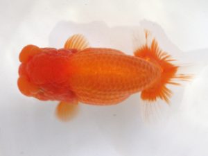 浜松愛魚会　西大関　出口博也