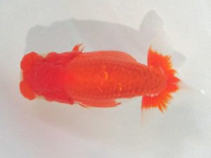 浜松愛魚会　立行司　松本芳夫