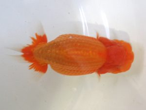 浜松愛魚会　取締一　伊藤三郎