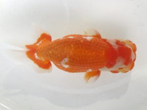 浜松愛魚会　取締二　吉村友良 