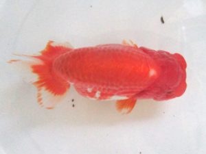 浜松愛魚会　齋藤和弘