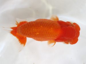 浜松愛魚会　西大関　出口博也