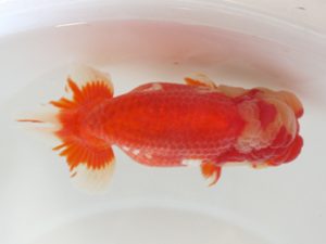 浜松愛魚会　立行司　松本利次 