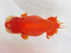 浜松愛魚会　取締一　松本利次 