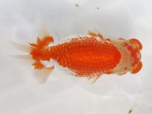 浜松愛魚会　取締二　東山靖章