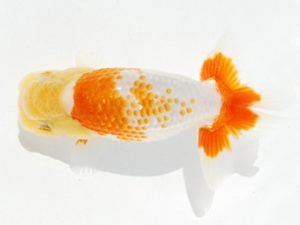 常陸らんちゅう会　研究会　東大関　黒澤義男　ひたちなか市