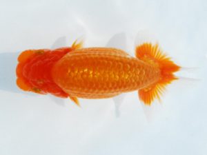 常陸らんちゅう会　研究会 勧進元一　黒澤義男　ひたちなか市