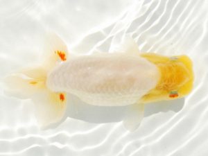 常陸らんちゅう会　研究会 勧進元二　黒澤義男　ひたちなか市