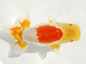 常陸らんちゅう会　研究会 行司一　小出　慎　江戸川区