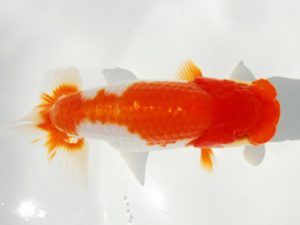 常陸らんちゅう会　研究会 行司二　亀山二三男　茨城町