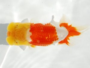 常陸らんちゅう会　研究会 行司三　能勢重徳　千葉市