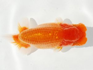 常陸らんちゅう会　研究会 脇行司一　酒井　昇　小美玉市