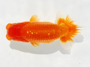 常陸らんちゅう会　研究会　立行司　藤田達也　東海村