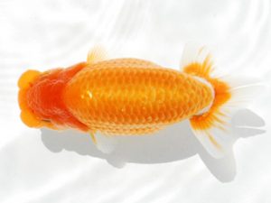 常陸らんちゅう会　研究会　取締一　山口辰也　久喜市