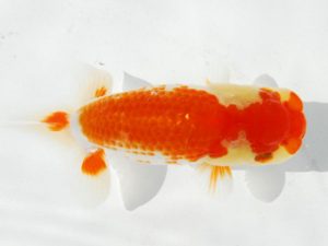 常陸らんちゅう会　研究会　取締二　小出　慎　江戸川区