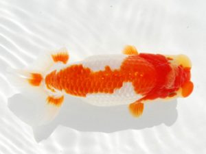 常陸らんちゅう会　研究会 東関脇　亀山二三男　茨城町