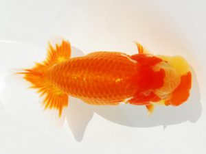 常陸らんちゅう会　研究会 西関脇　能勢重徳　千葉市