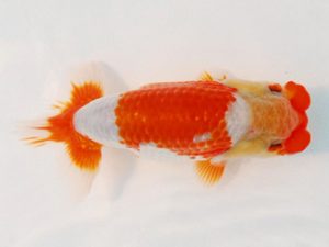 常陸らんちゅう会　研究会 東小結　塚田健司　富里市