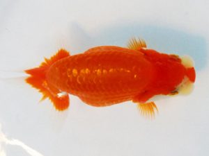 常陸らんちゅう会　研究会 西小結　黒澤義男　ひたちなか市