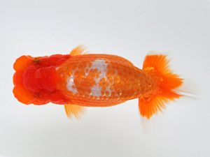 観栄らんちう会　研究会　2位　松本　孝