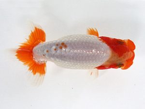 観栄らんちう会　研究会　3位　松本　孝