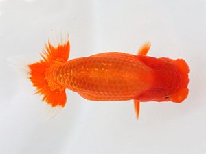 観栄らんちう会　研究会　5位　神尾昭司