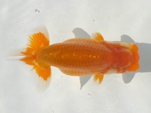 観魚会　研究会　東大関　篠　孝利　練馬区